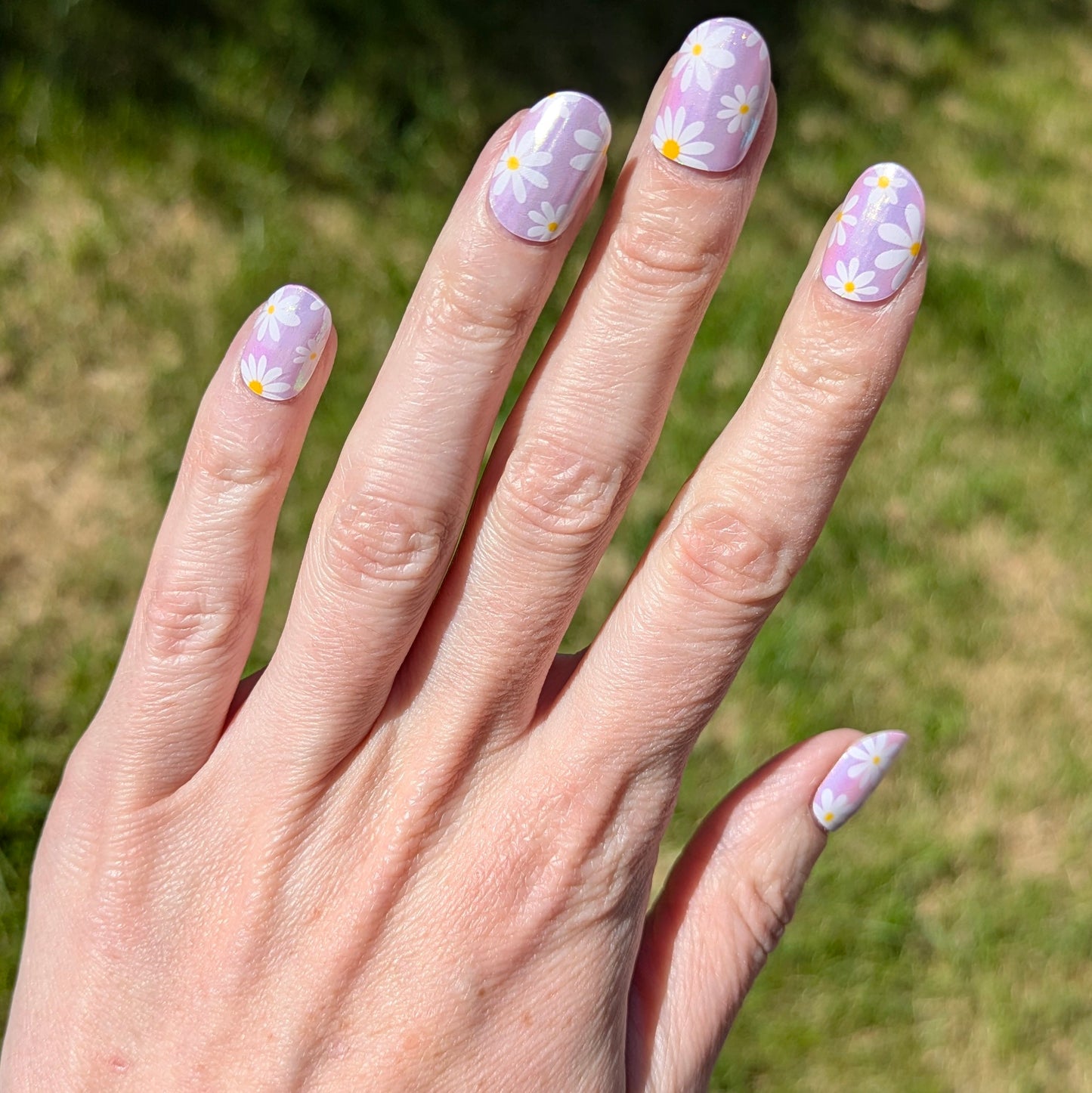 Moon Daisy